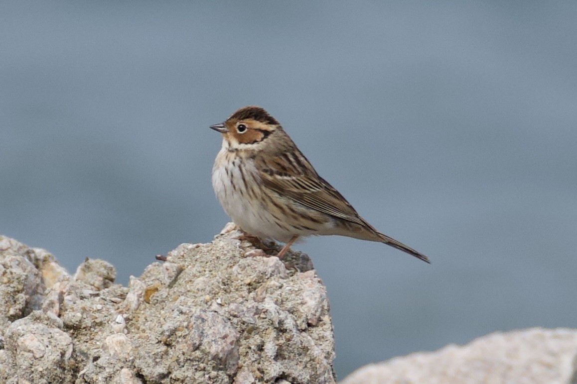 Little Bunting - ML619430689