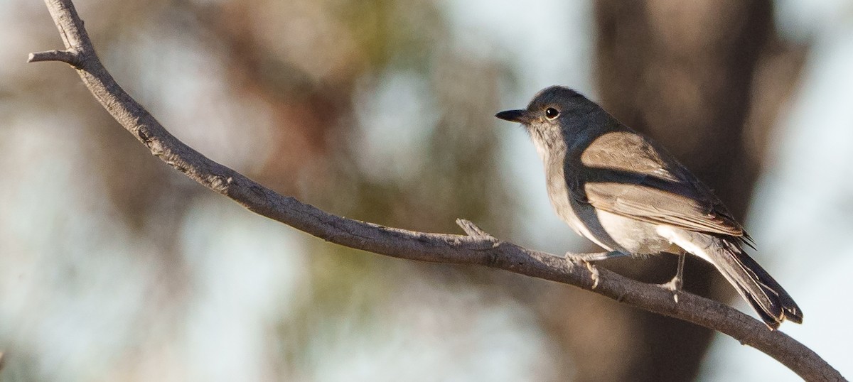 Gray Shrikethrush - Ben Milbourne