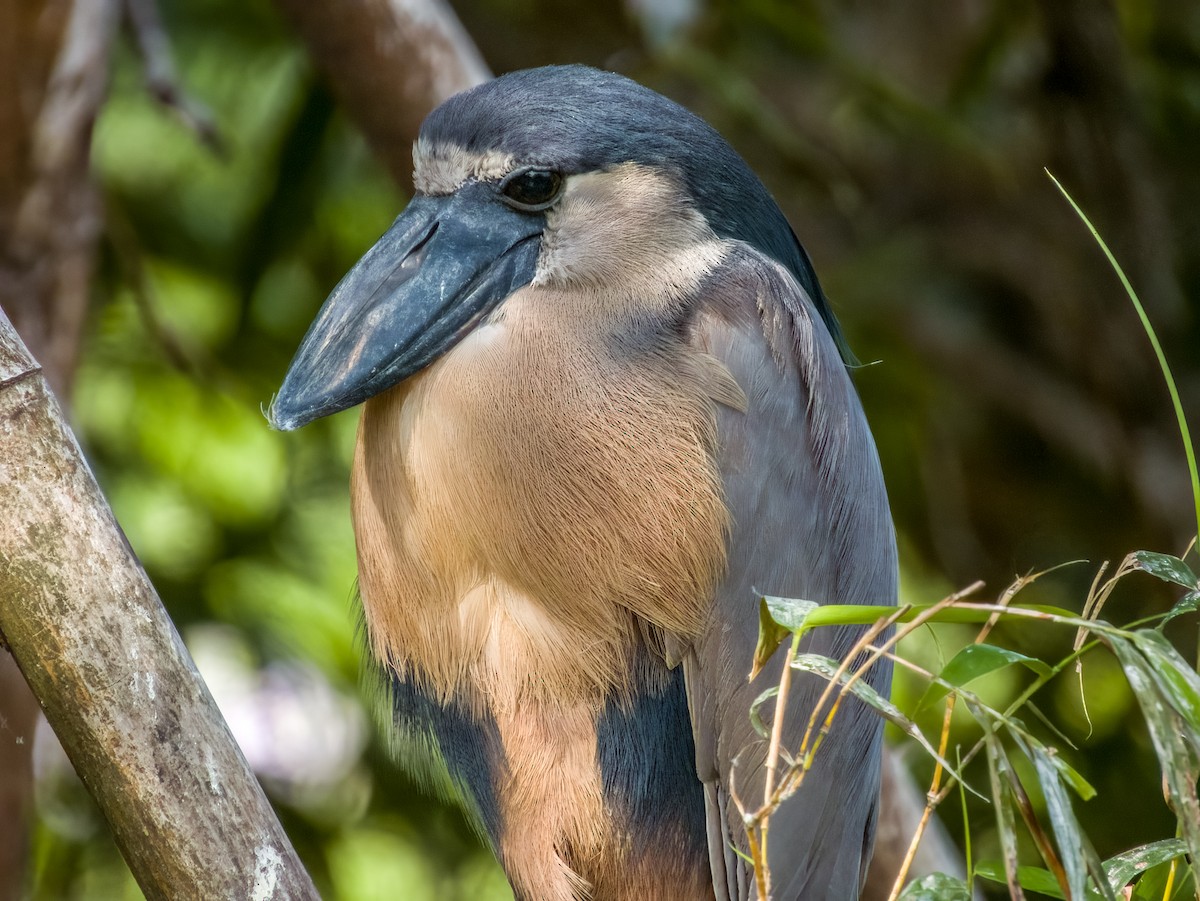 Boat-billed Heron - Imogen Warren