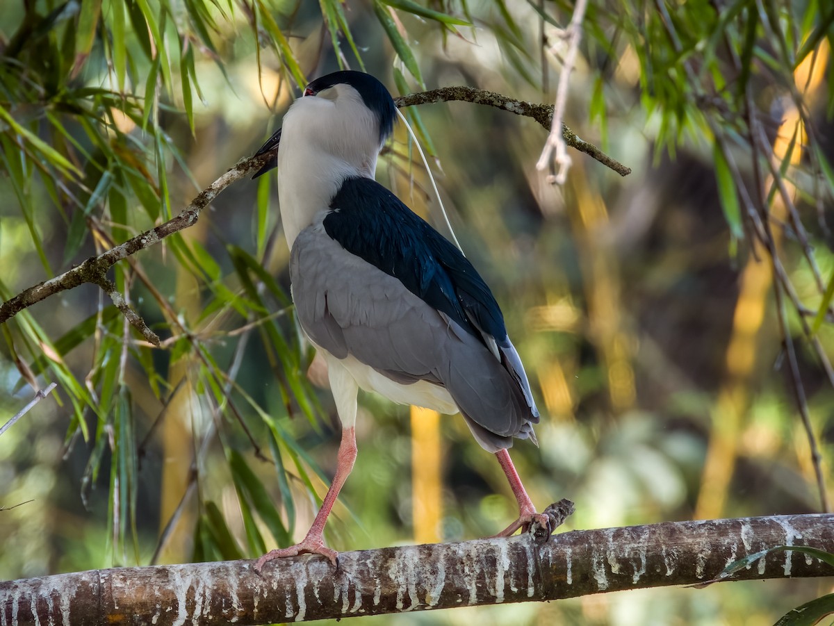 Black-crowned Night Heron - Imogen Warren