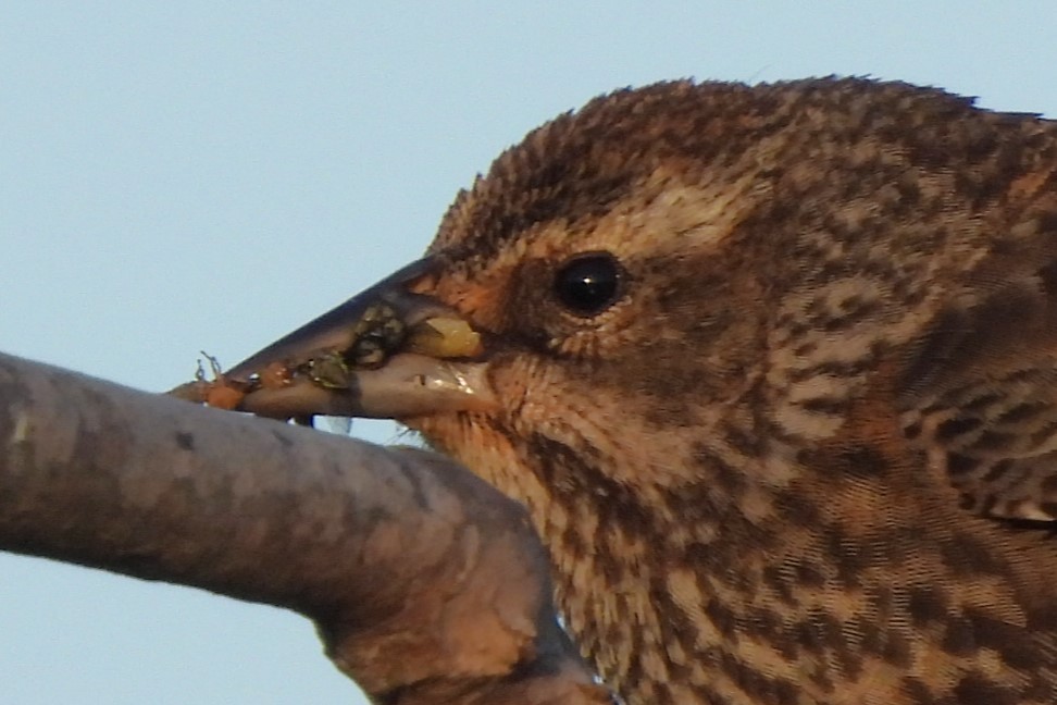 Red-winged Blackbird - Michael I Christie