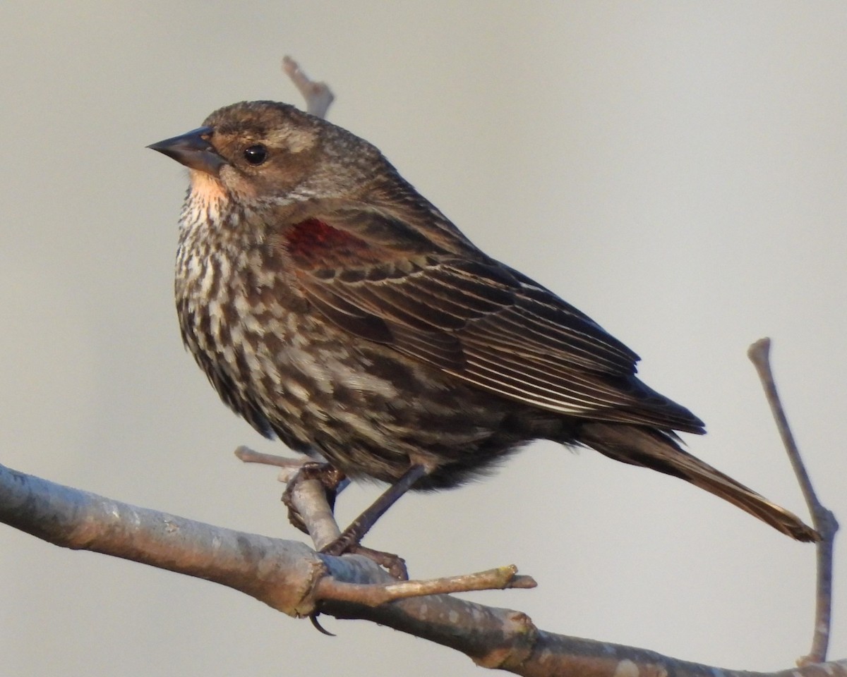 Red-winged Blackbird - ML619430701