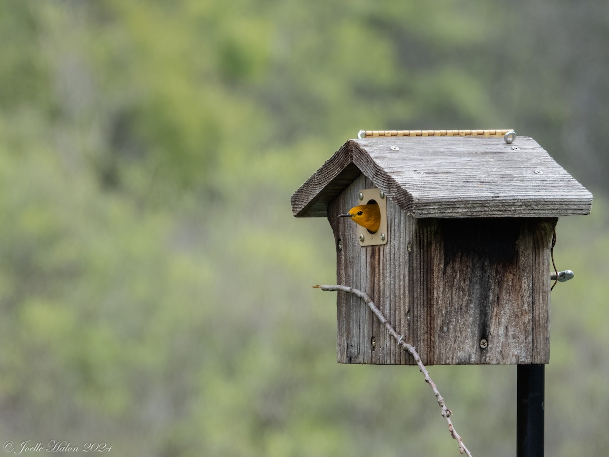 Prothonotary Warbler - JT Santangelo