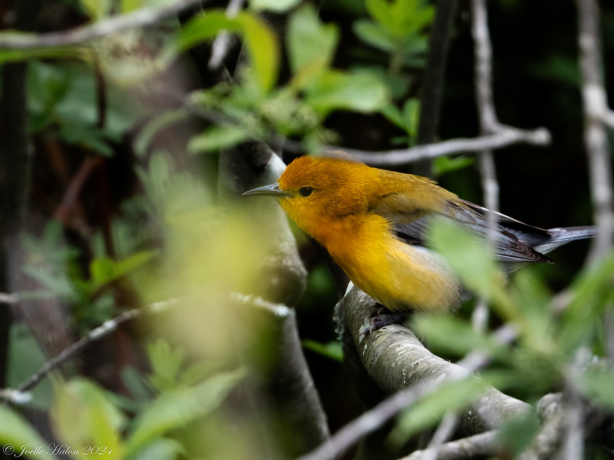 Prothonotary Warbler - JT Santangelo