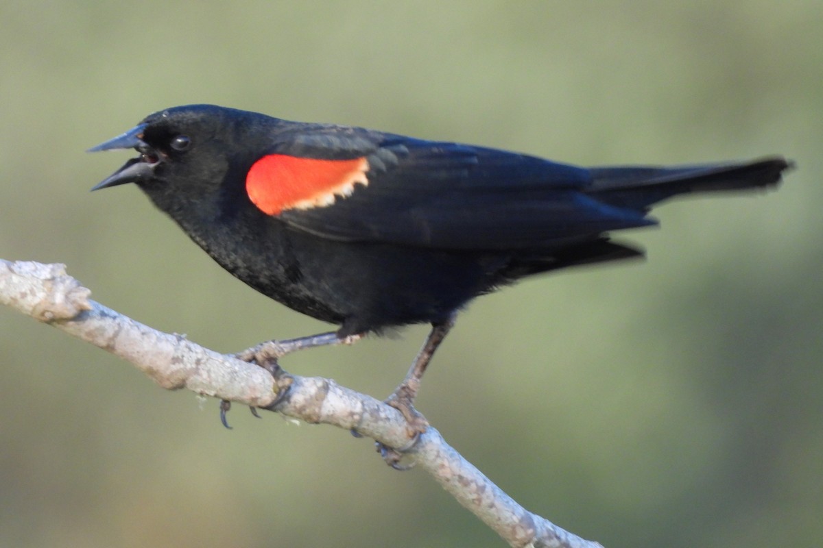 Red-winged Blackbird - ML619430712