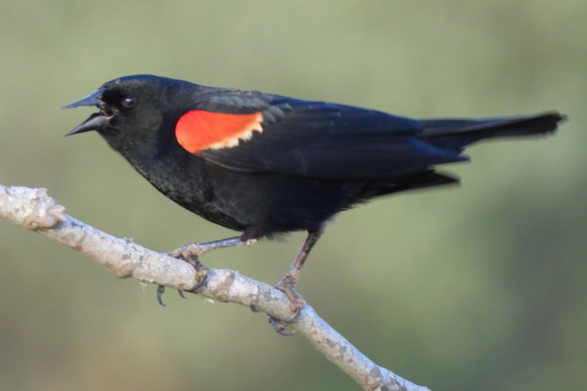 Red-winged Blackbird - Michael I Christie