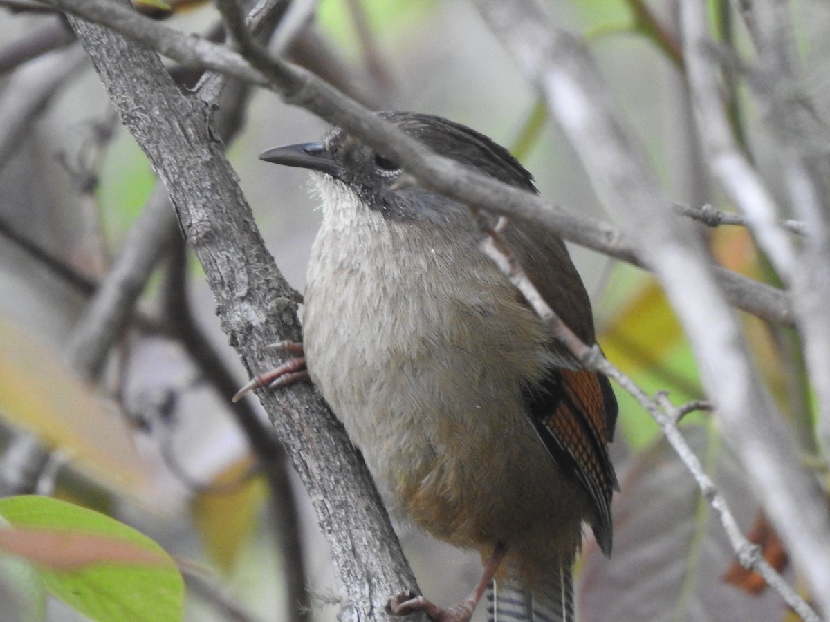 Streak-throated Barwing - Suebsawat Sawat-chuto