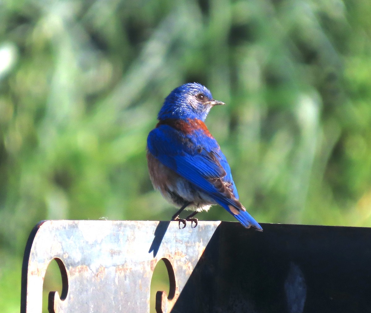 Blaukehl-Hüttensänger - ML619430714