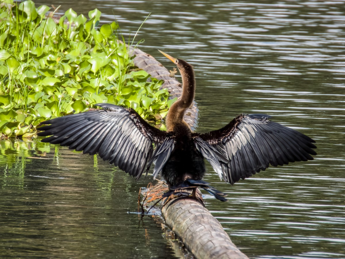 Anhinga - Imogen Warren