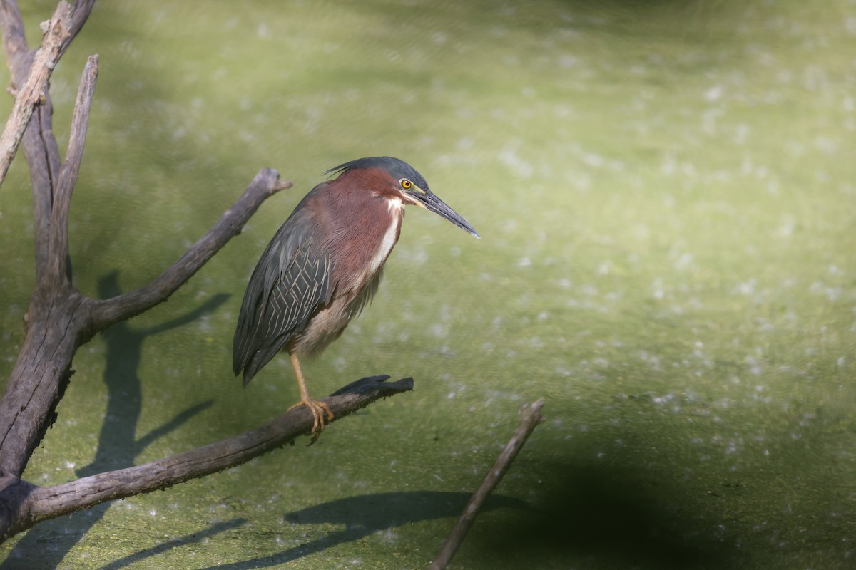 Green Heron - Lindsey Mitchell