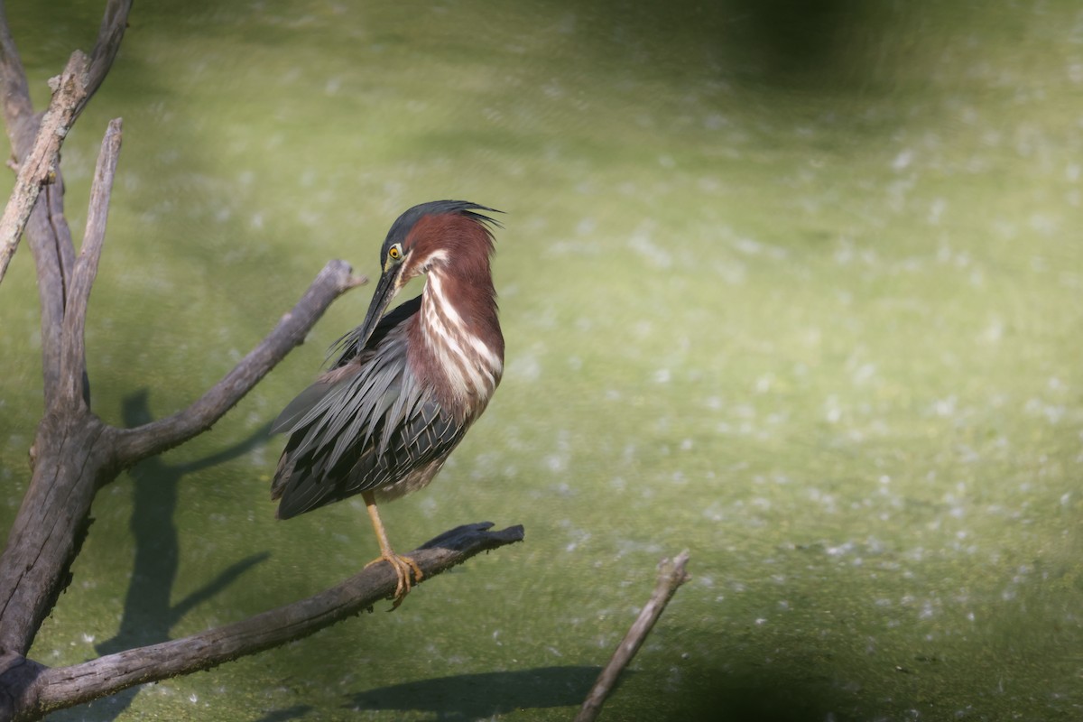 Green Heron - ML619430726