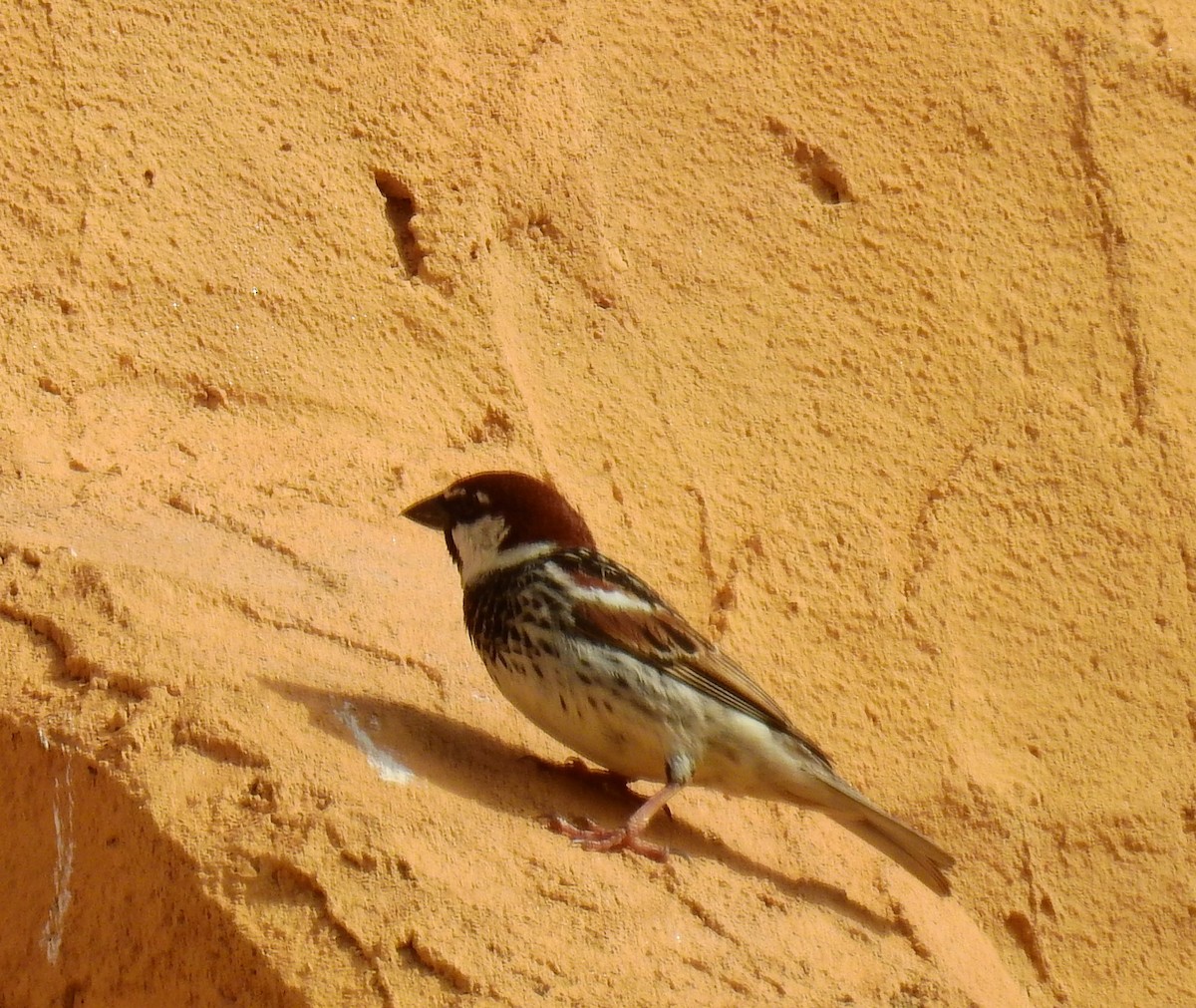 Spanish Sparrow - Fernando T Rico