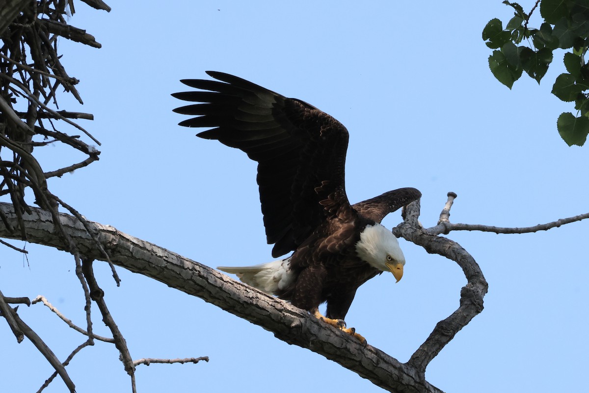 Weißkopf-Seeadler - ML619430734