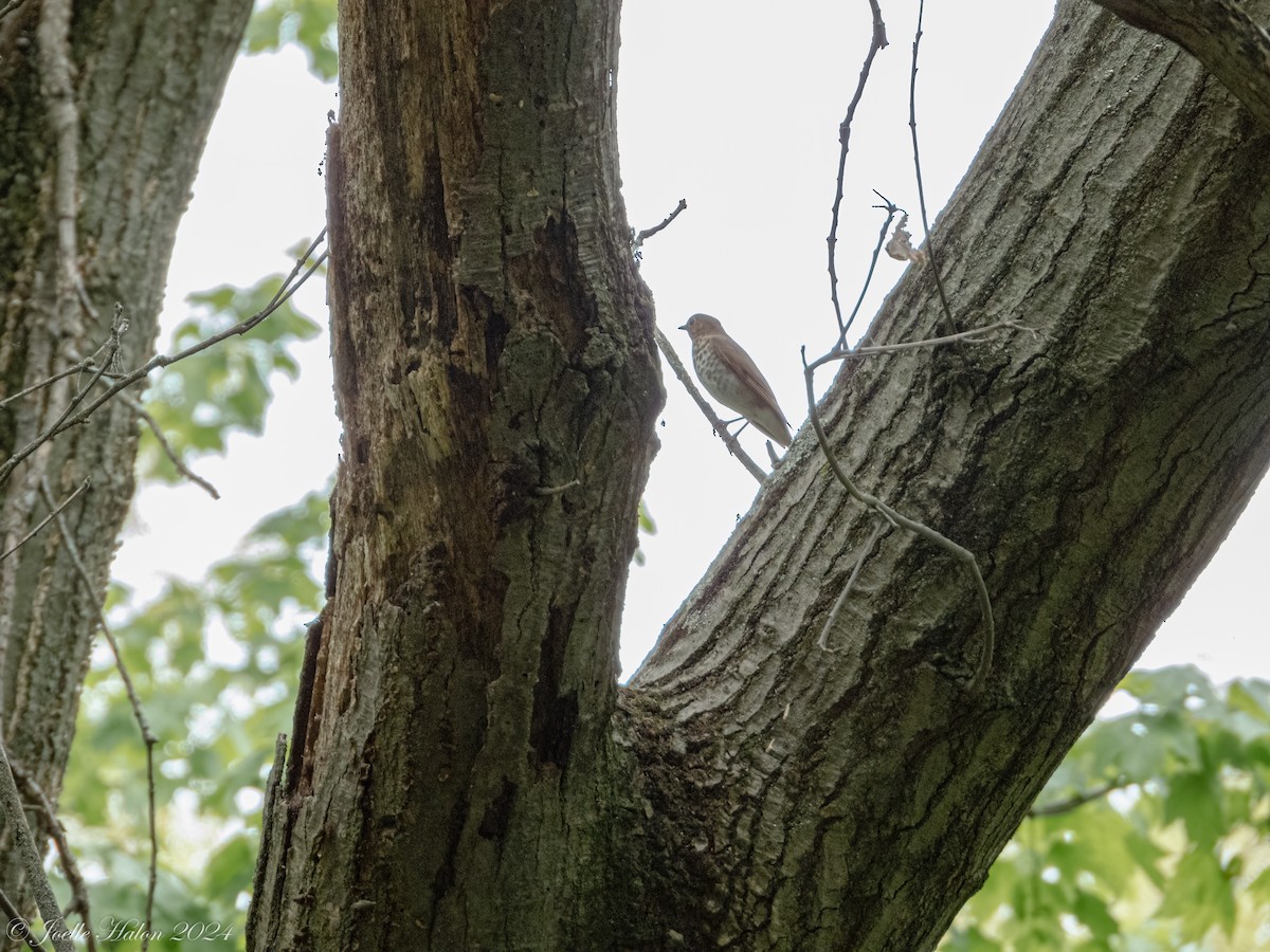 Swainson's Thrush - JT Santangelo