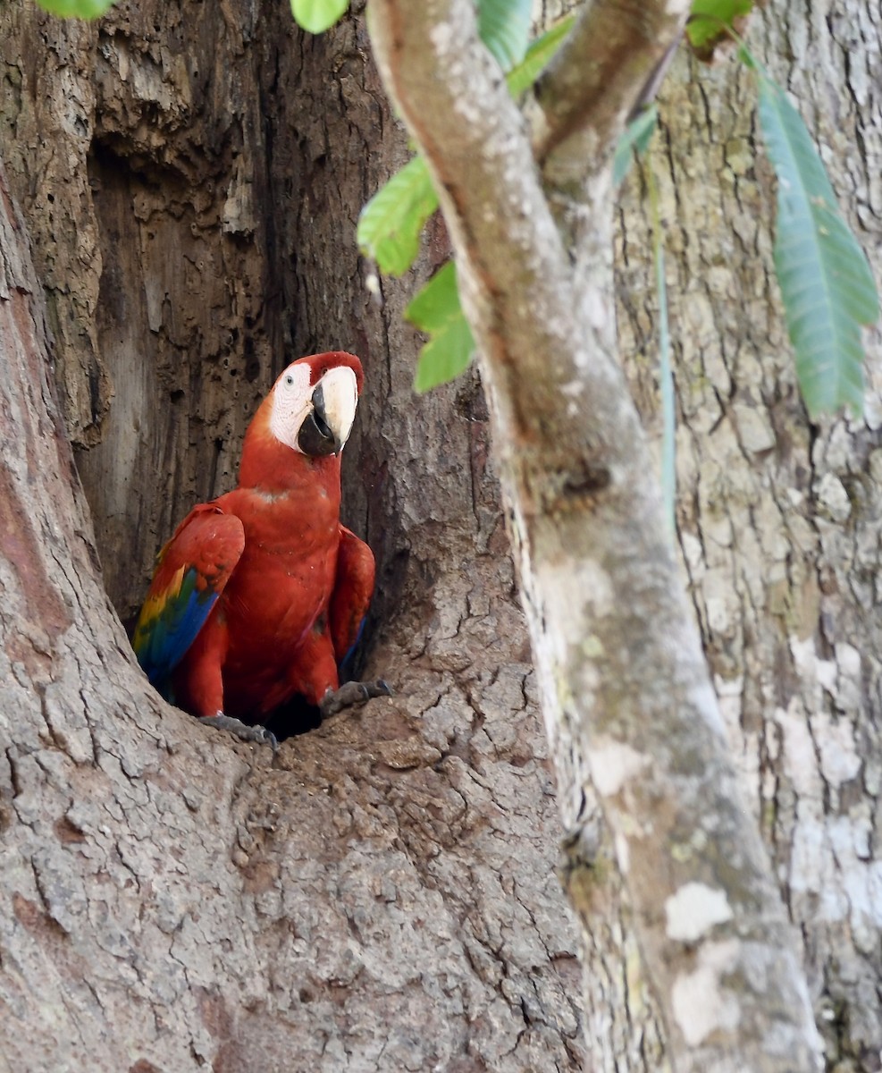 Scarlet Macaw - mark perry