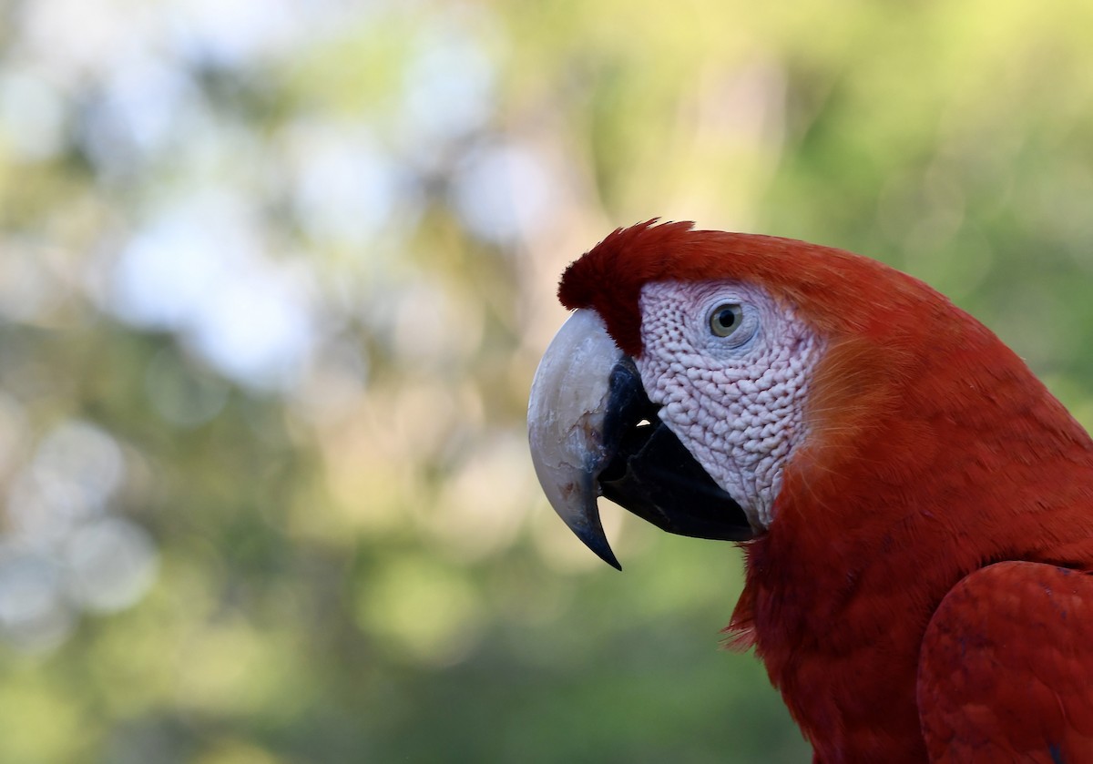 Scarlet Macaw - mark perry