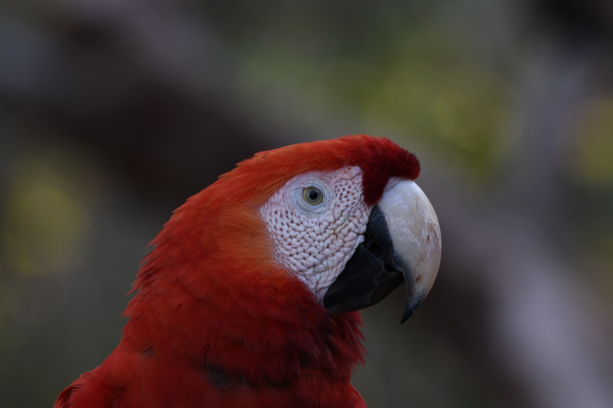 Scarlet Macaw - mark perry