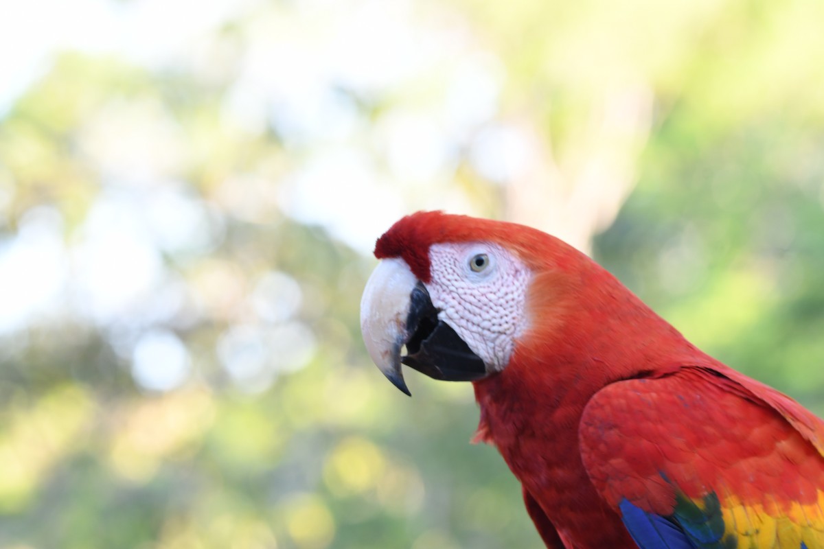 Scarlet Macaw - mark perry