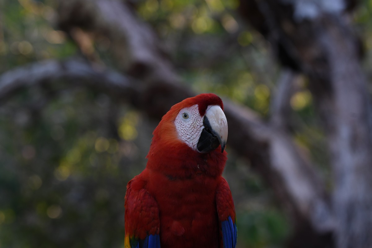 Scarlet Macaw - mark perry