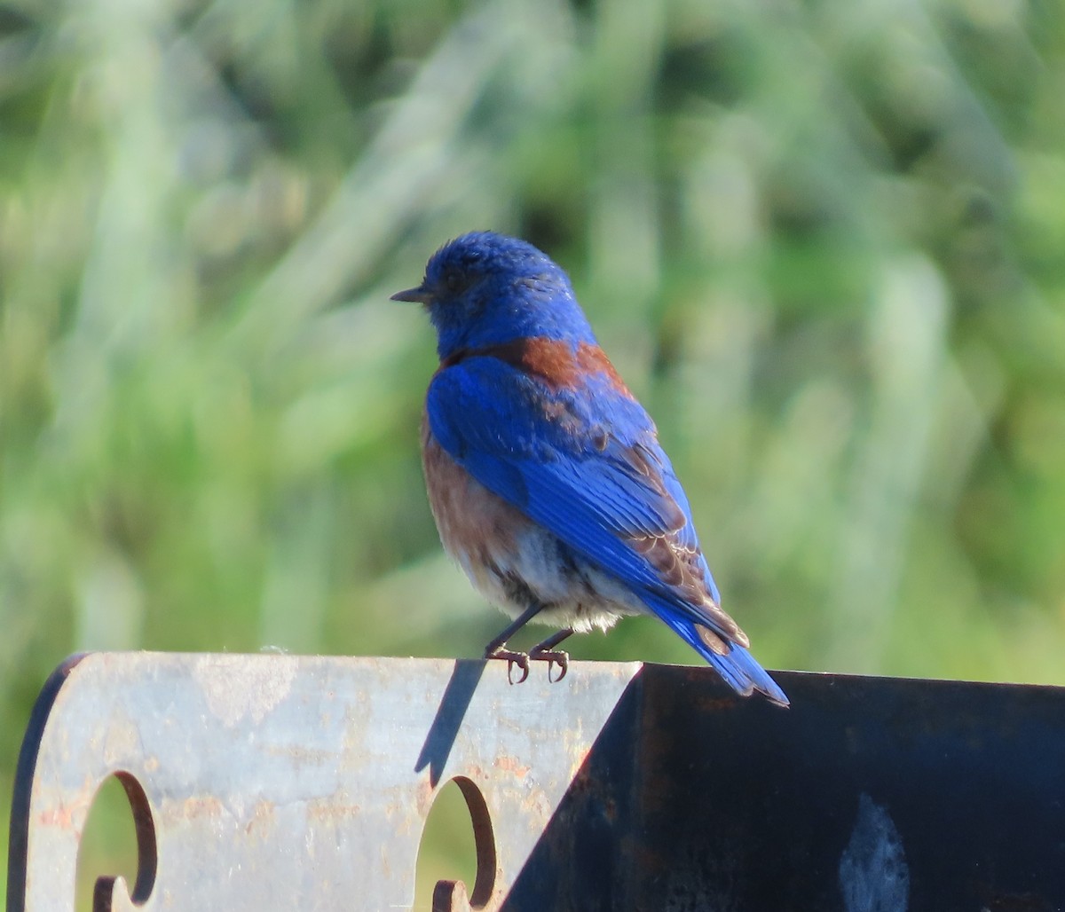 Western Bluebird - ML619430752