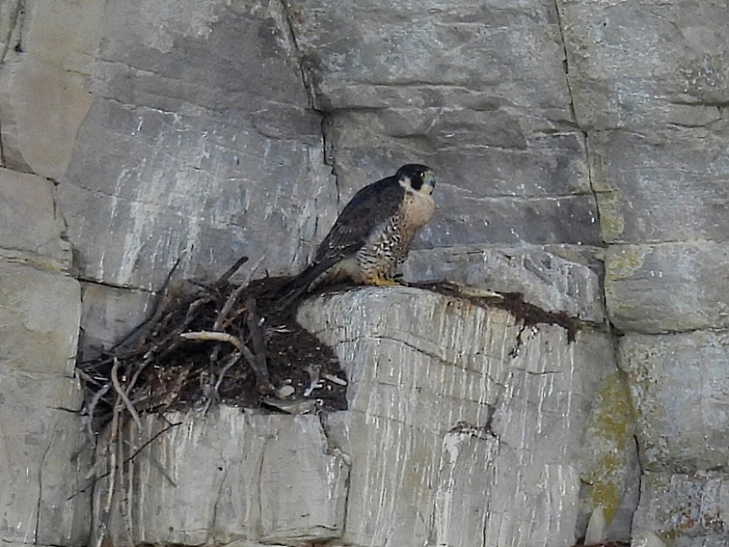 Peregrine Falcon - Melody Walsh