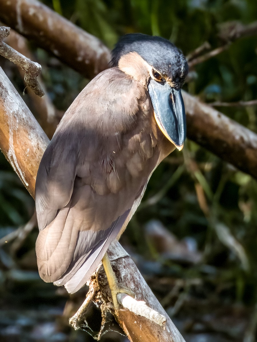 Boat-billed Heron - Imogen Warren