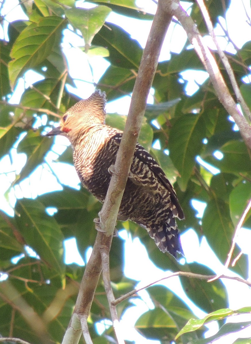 Buff-rumped Woodpecker - Ton Yeh