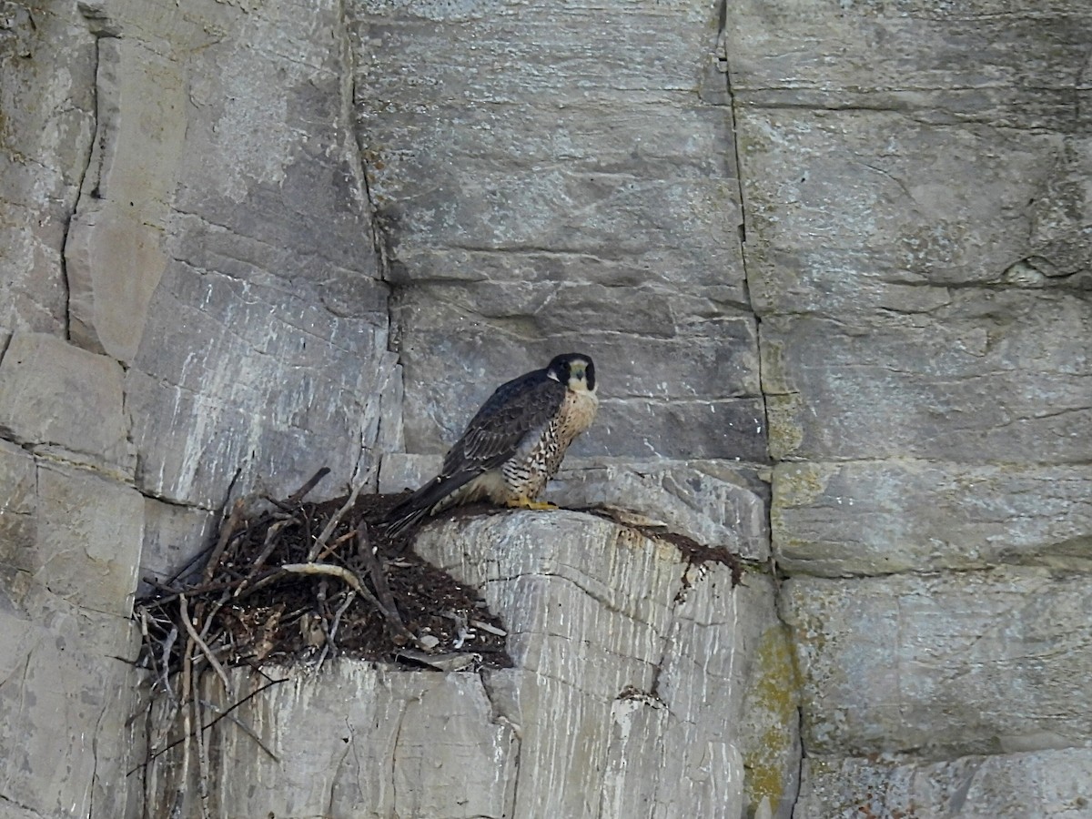 Peregrine Falcon - Melody Walsh