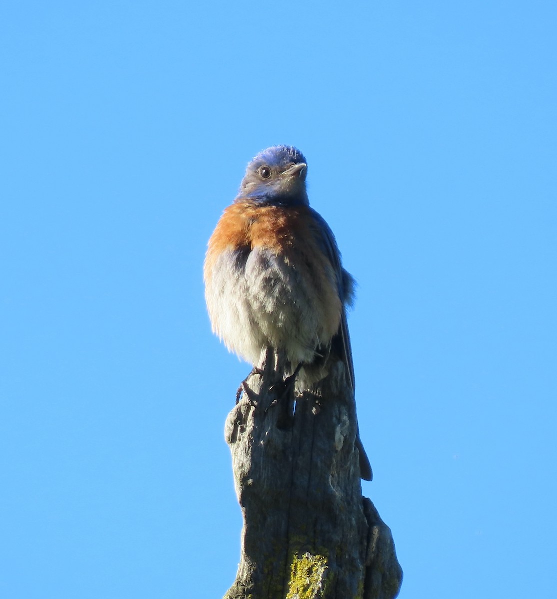 Western Bluebird - ML619430768