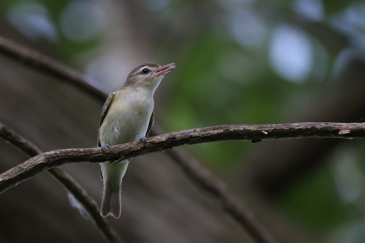 Warbling Vireo - Lindsey Mitchell