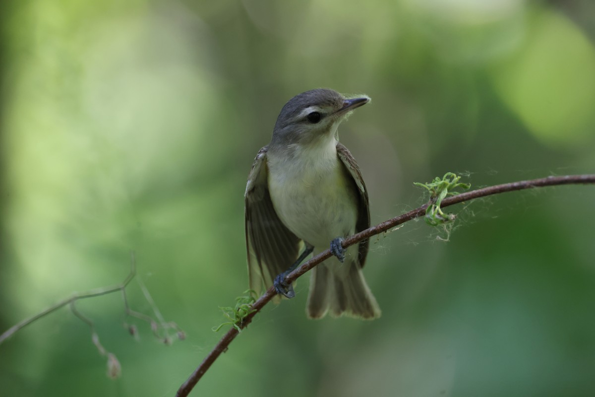 Warbling Vireo - Lindsey Mitchell