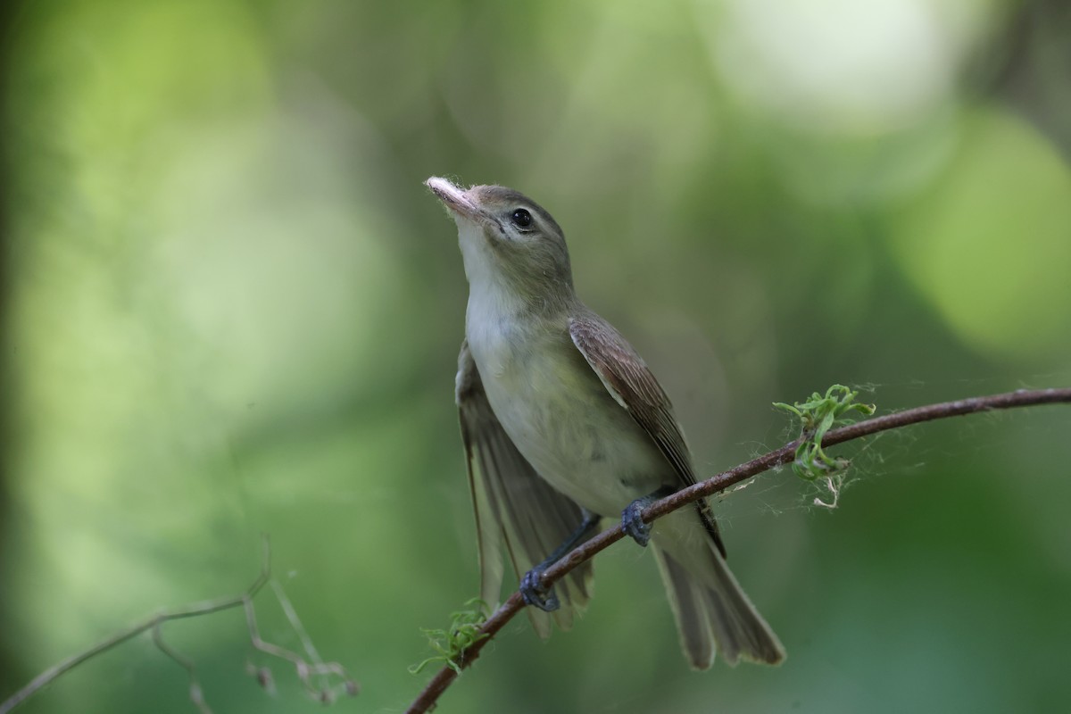 Warbling Vireo - Lindsey Mitchell