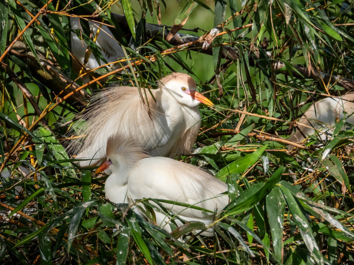 Western Cattle Egret - Imogen Warren