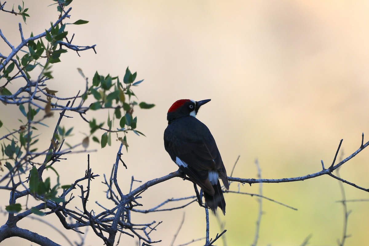 Acorn Woodpecker - Hamoud Z.