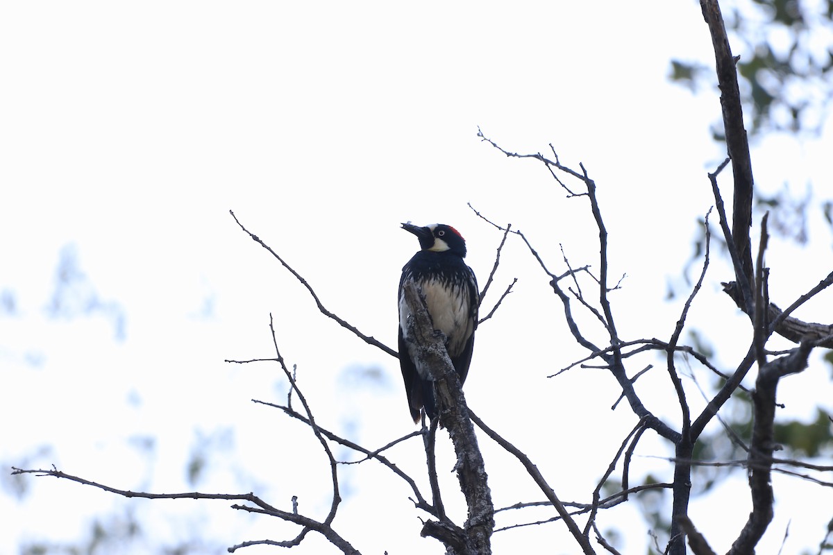 Acorn Woodpecker - Hamoud Z.