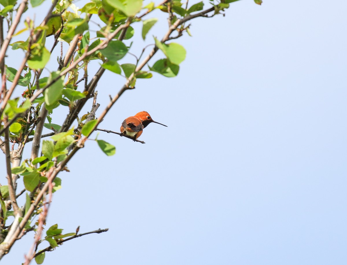 Colibrí Rufo - ML619430787