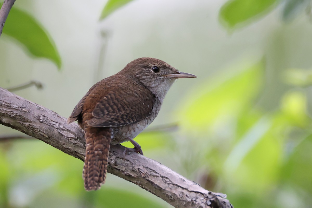 House Wren - ML619430788