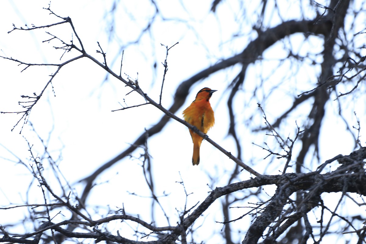 Bullock's Oriole - Hamoud Z.