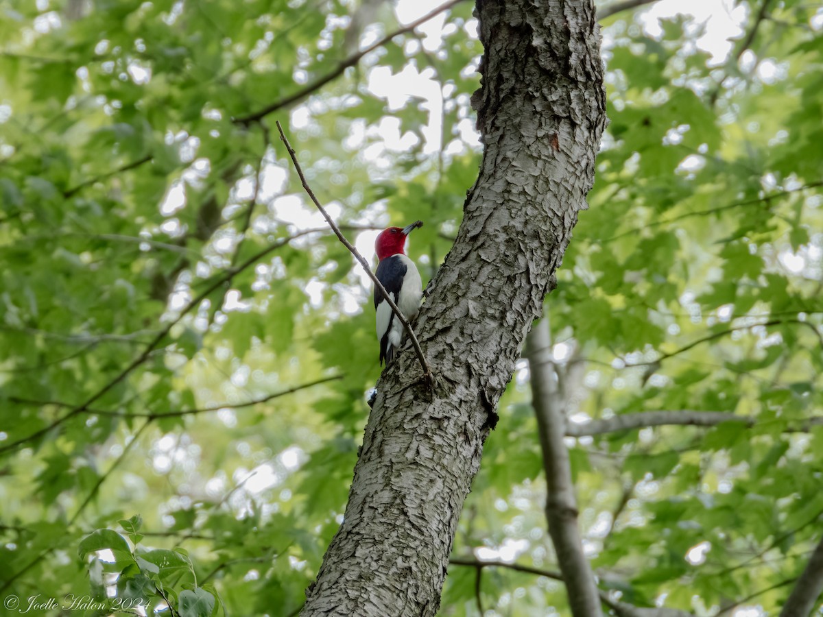 Red-headed Woodpecker - JT Santangelo