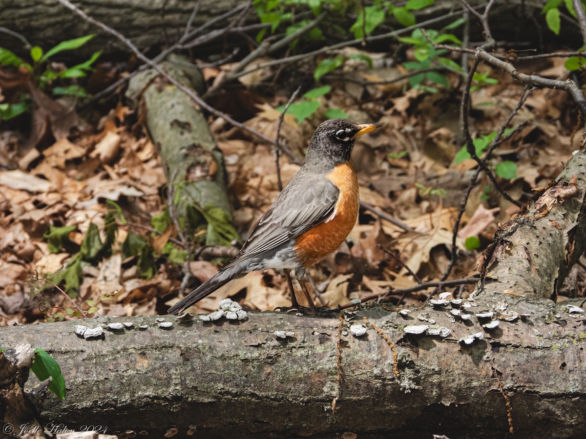 American Robin - JT Santangelo