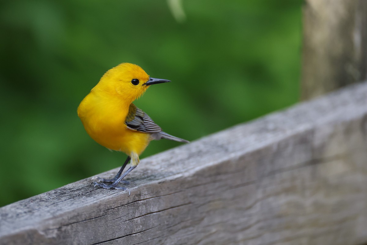 Prothonotary Warbler - Lindsey Mitchell