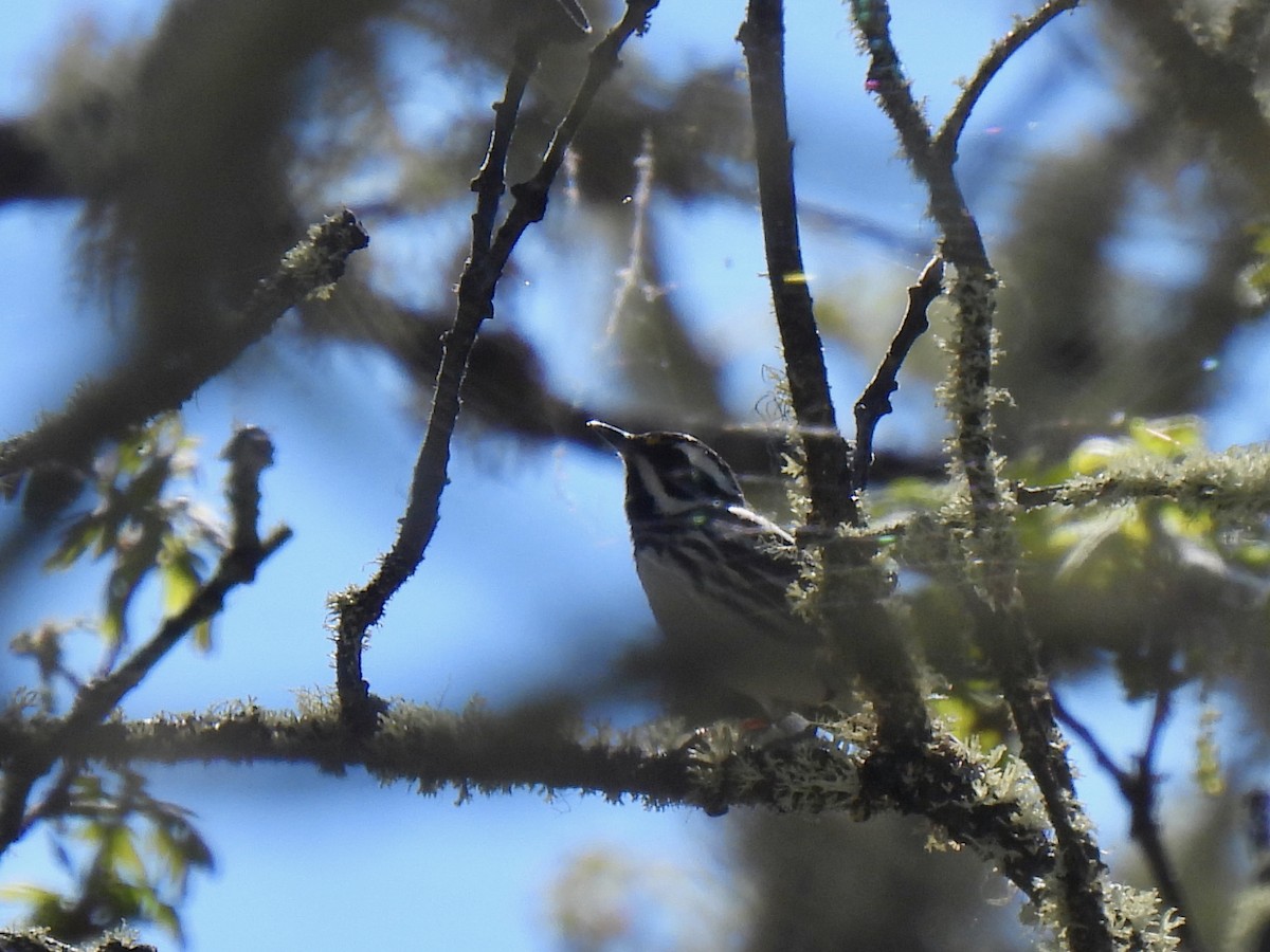 Black-throated Gray Warbler - Dave Catterson