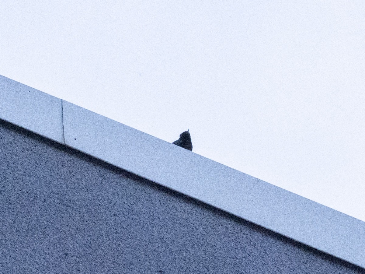 Black Redstart (Western) - Boris Georgi