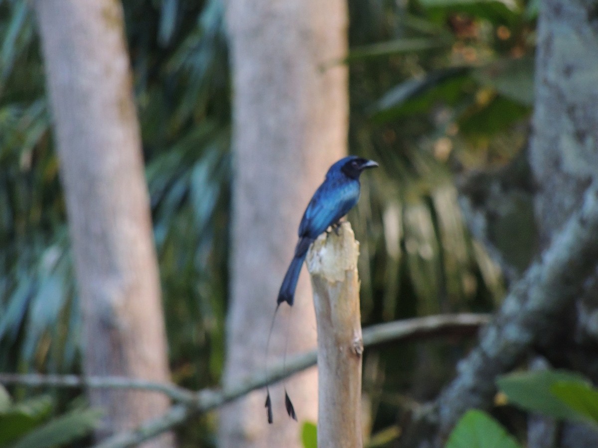 Greater Racket-tailed Drongo - Ton Yeh