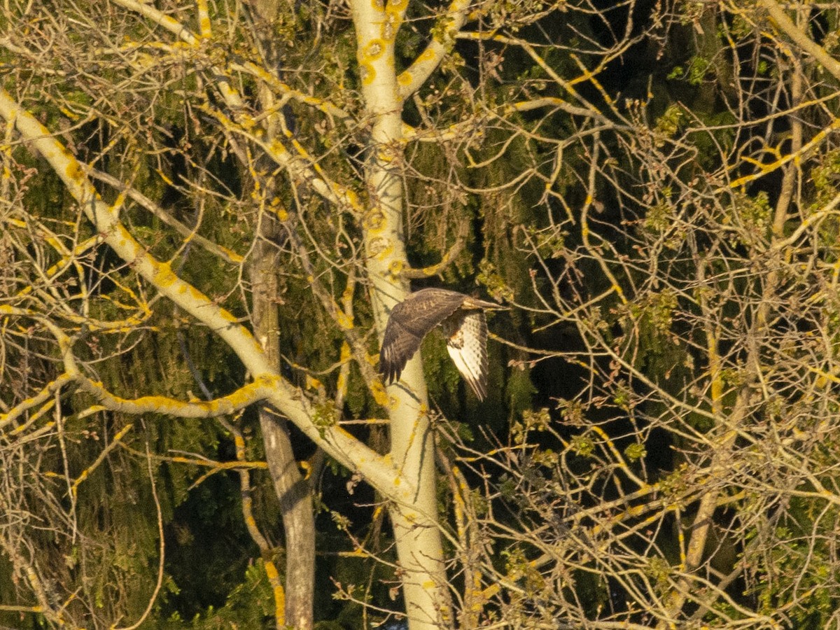 Common Buzzard (Steppe) - Boris Georgi