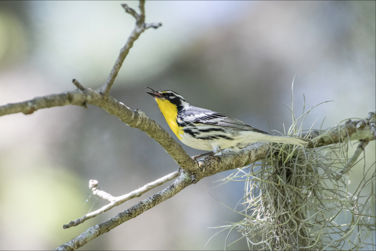 Yellow-throated Warbler - Lauren Davies