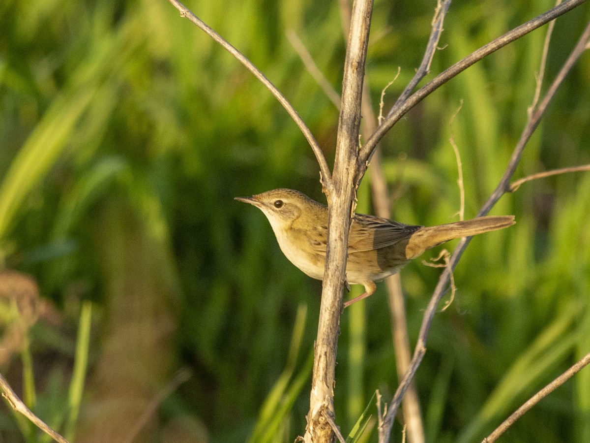 Common Grasshopper Warbler - Boris Georgi