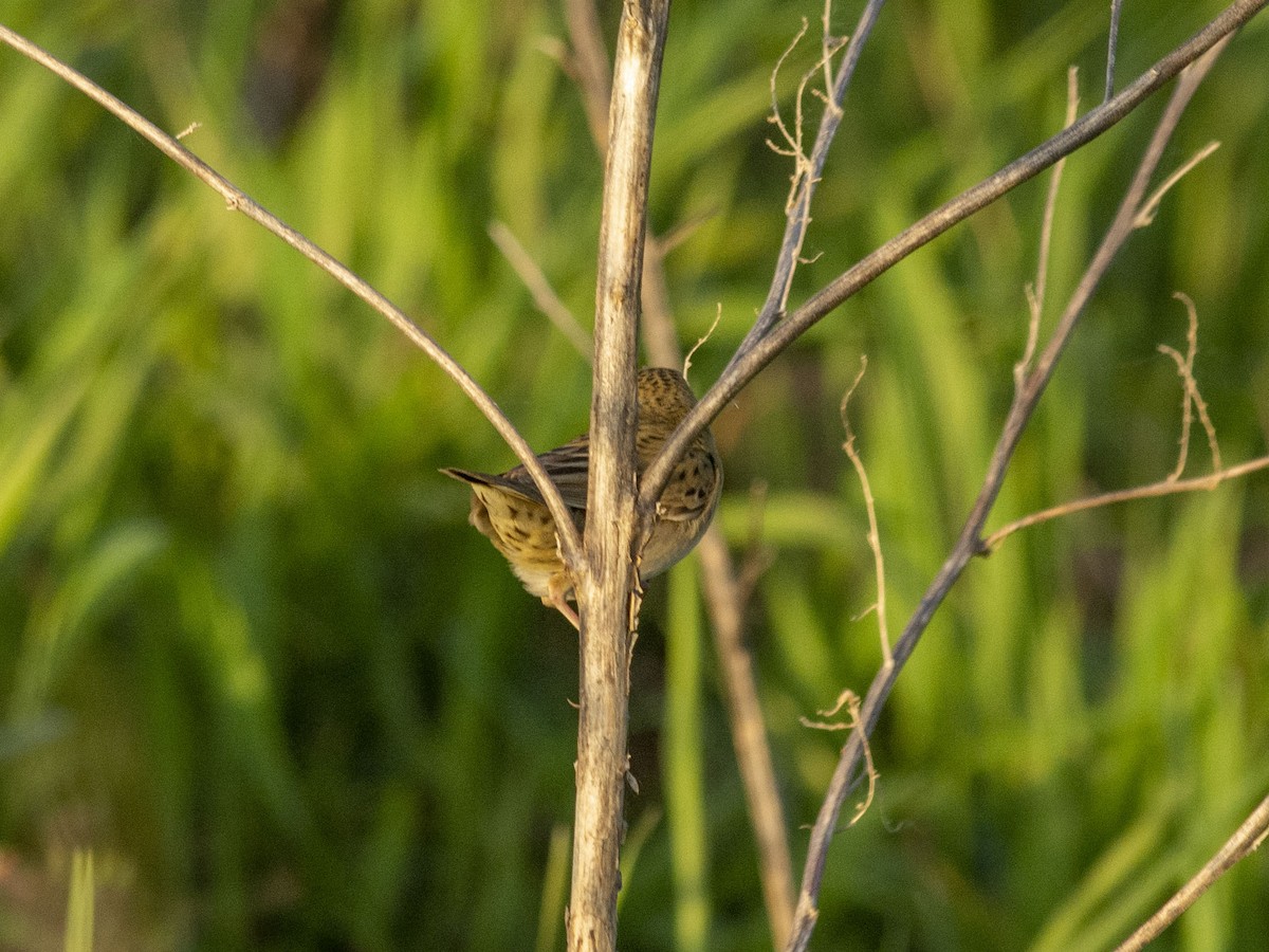 Common Grasshopper Warbler - Boris Georgi