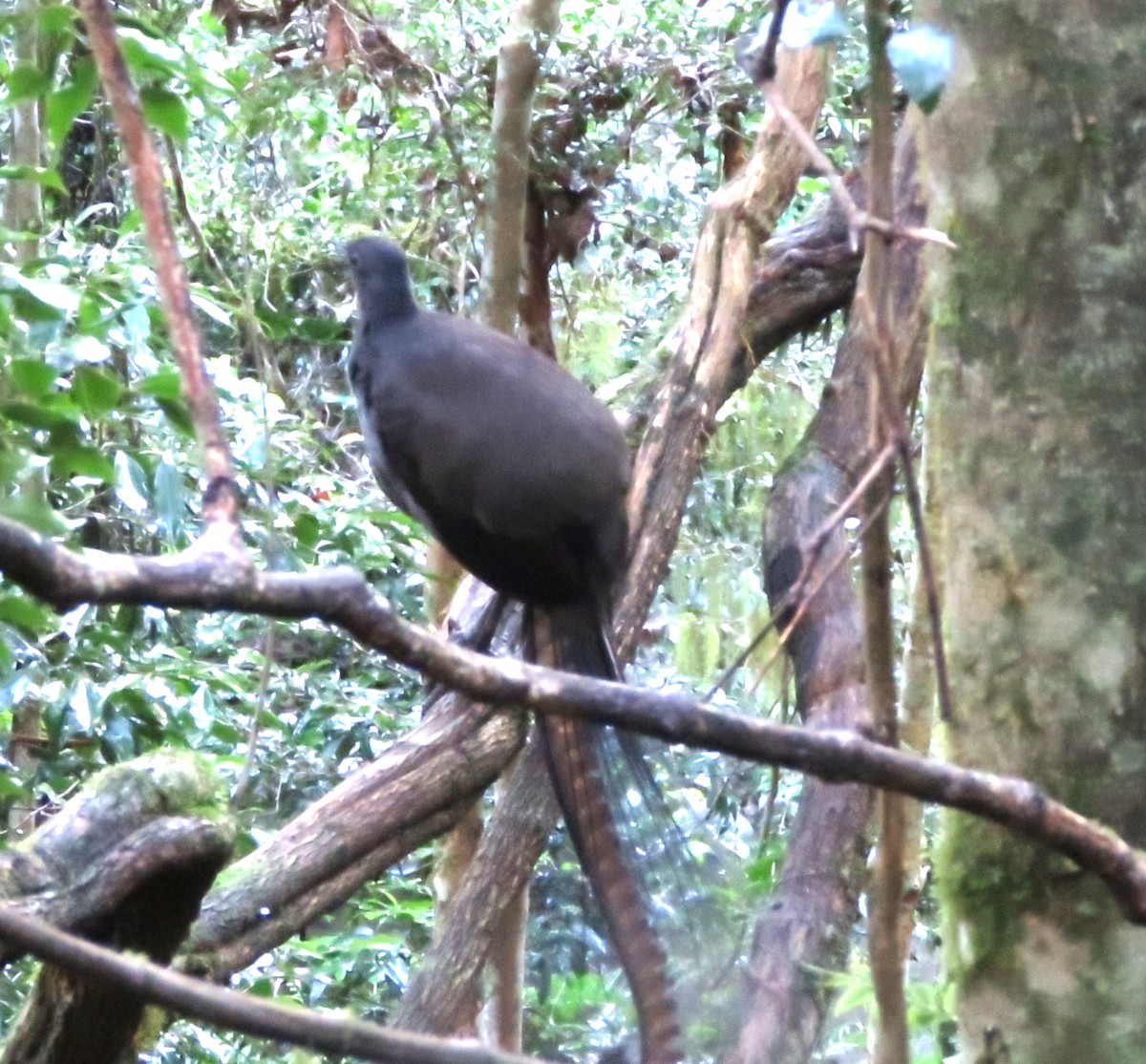 Superb Lyrebird - Catherine Hirsch