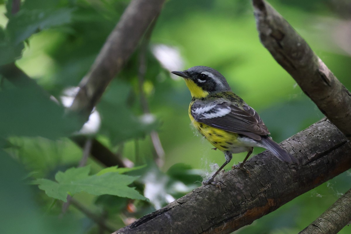 Magnolia Warbler - Lindsey Mitchell